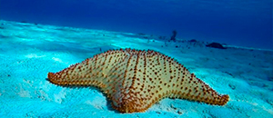 tour a Cozumel snorkel en el cielo