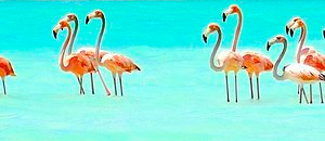 Tour holbox y punta mosquito